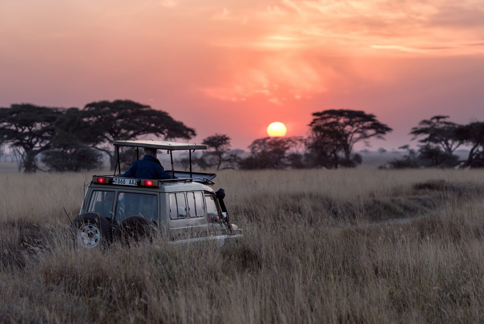 Safari jungle coucher du soleil